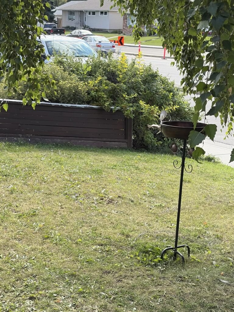 3" Deep Metal Bird Bath product view 2
