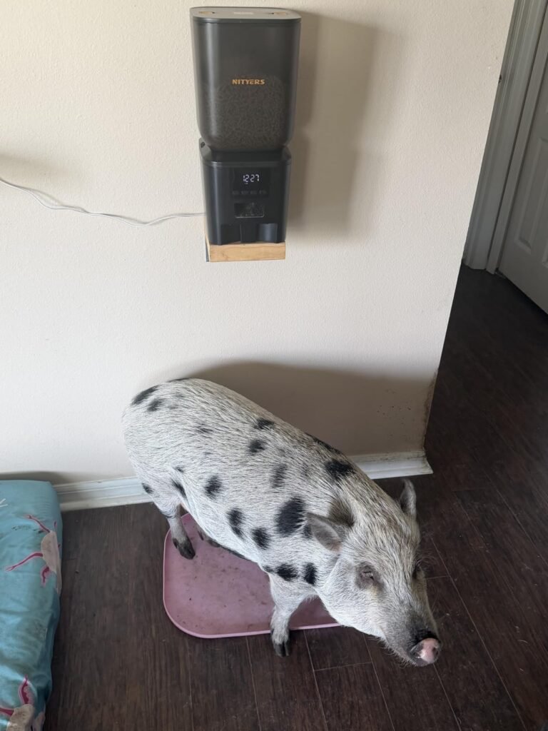 Automatic Dog Feeder 8L product view 2