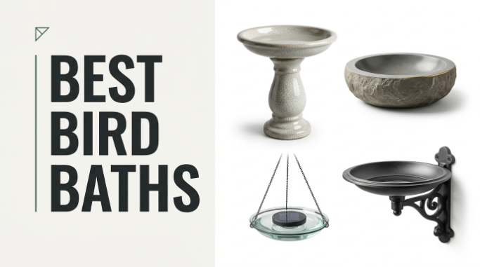 Best Bird Baths