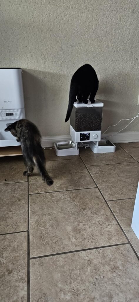 oneisall Two-Cat Feeder product view 3