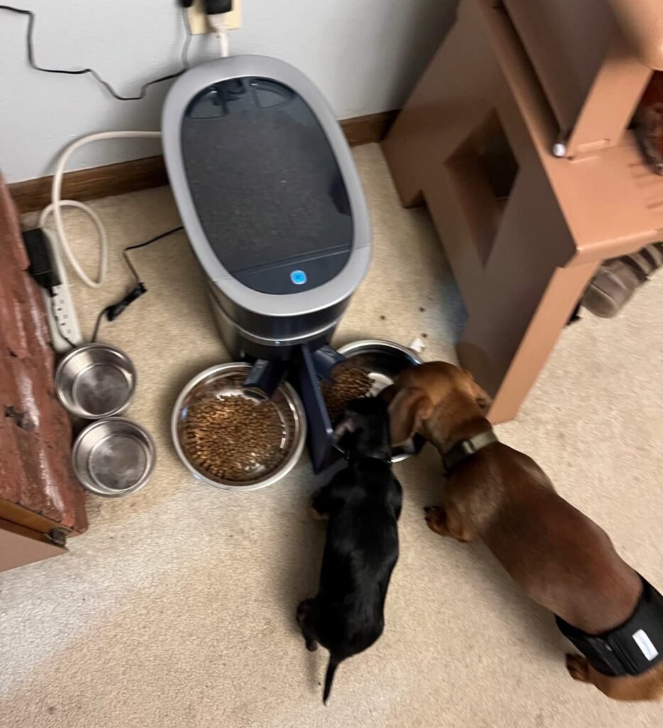 PetSafe Smart Feed product view 2