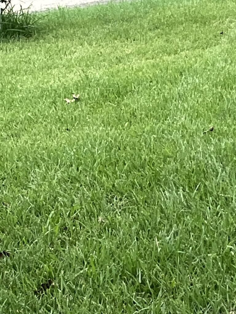 Walensee Rolling Aerator product view 2